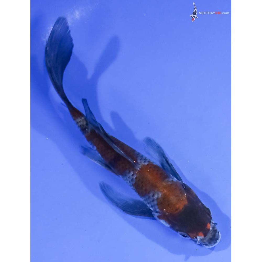 6” Imported Ochiba Shigure Butterfly Koi - Image 3