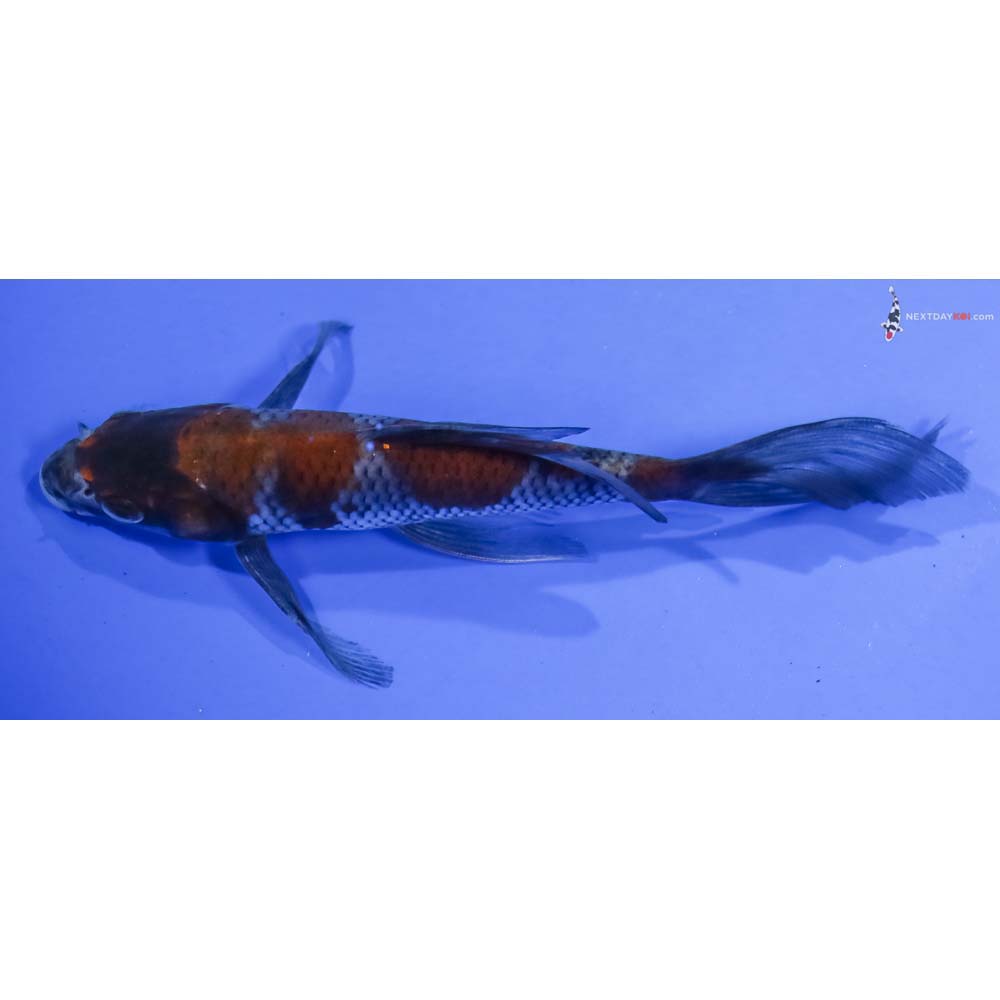6” Imported Ochiba Shigure Butterfly Koi - Image 4