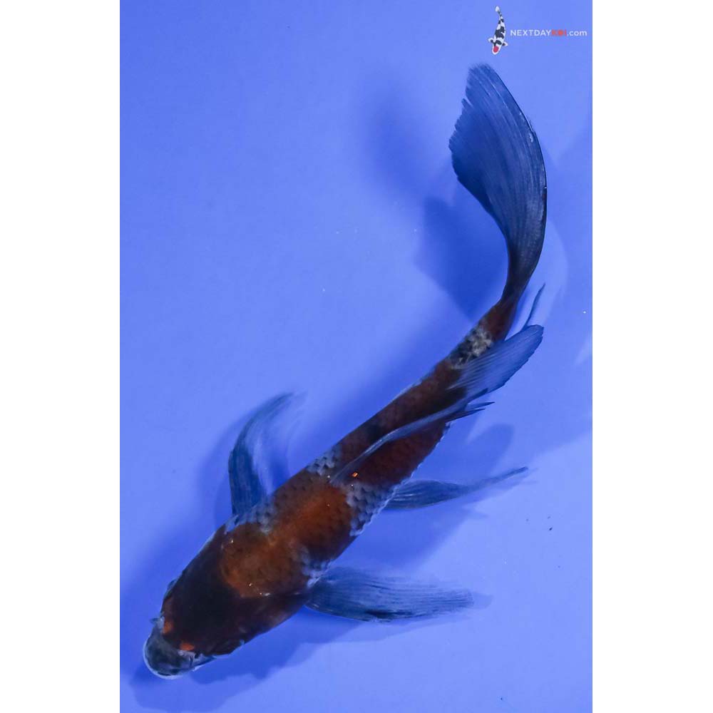 6” Imported Ochiba Shigure Butterfly Koi - Image 5