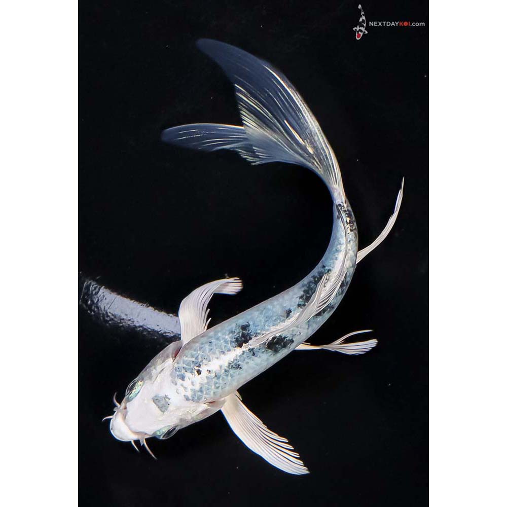 6” Imported Gin Shiro Bekko Butterfly Koi