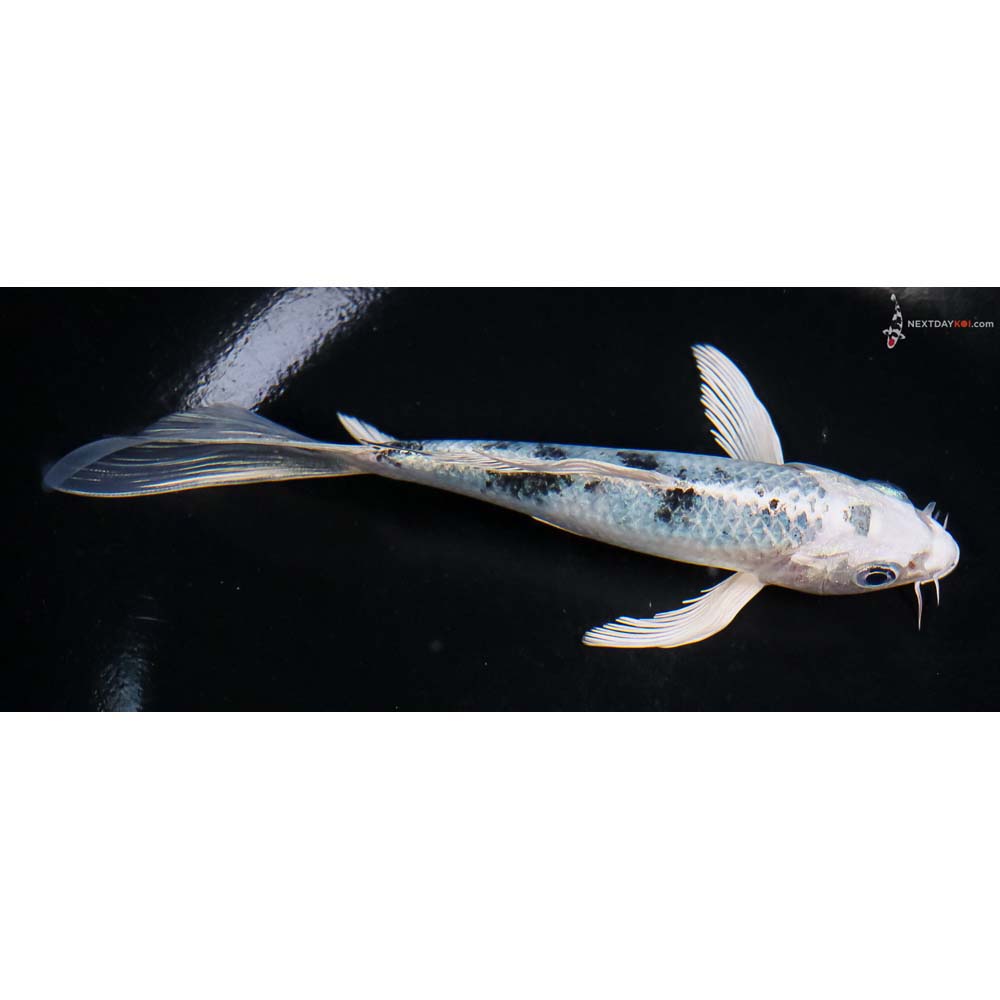 6” Imported Gin Shiro Bekko Butterfly Koi - Image 2