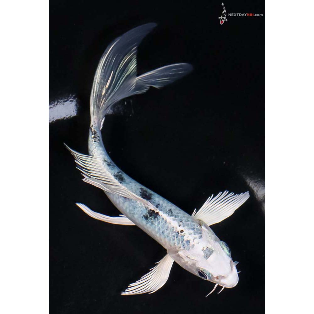 6” Imported Gin Shiro Bekko Butterfly Koi - Image 3