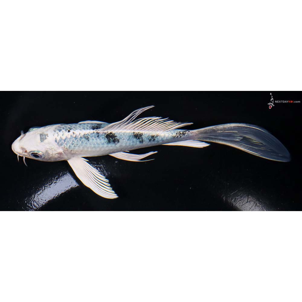 6” Imported Gin Shiro Bekko Butterfly Koi - Image 4