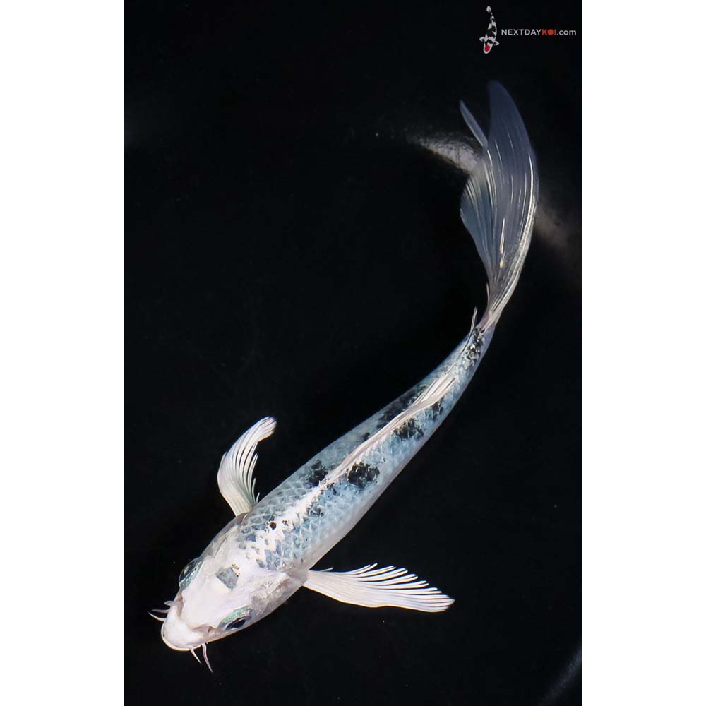 6” Imported Gin Shiro Bekko Butterfly Koi - Image 5