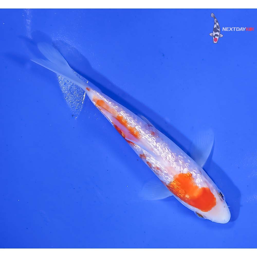 5” Imported Gin Rin Kohaku - Image 3