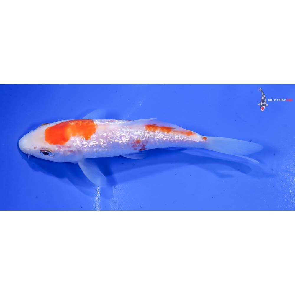 5” Imported Gin Rin Kohaku - Image 4