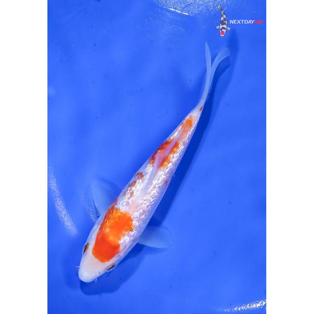 5” Imported Gin Rin Kohaku - Image 5