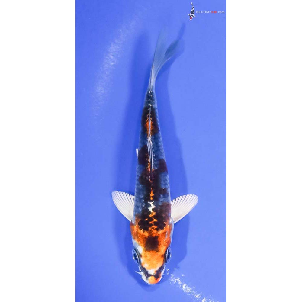 4.5” Imported Kujaku