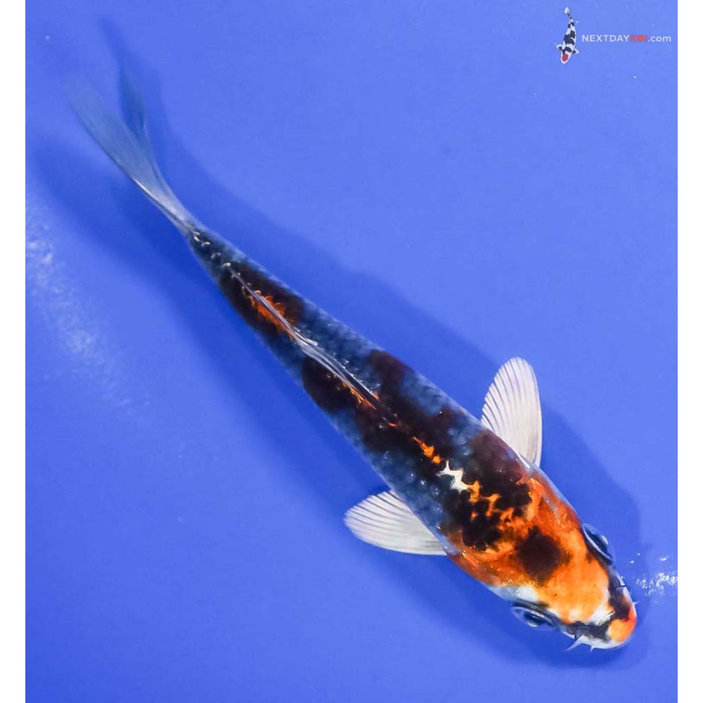 4.5” Imported Kujaku - Image 3