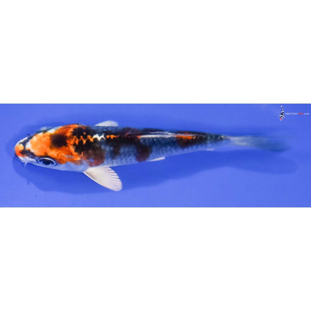 4.5” Imported Kujaku - Image 4