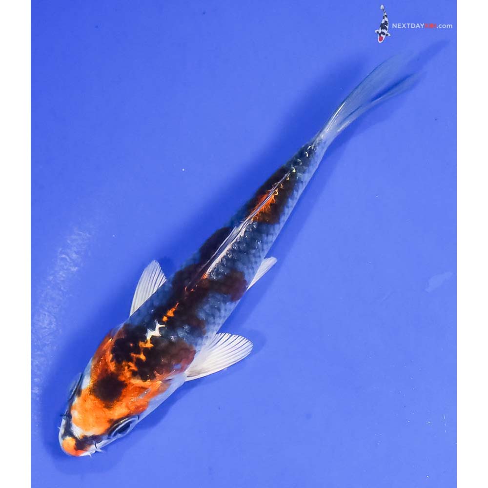 4.5” Imported Kujaku - Image 5