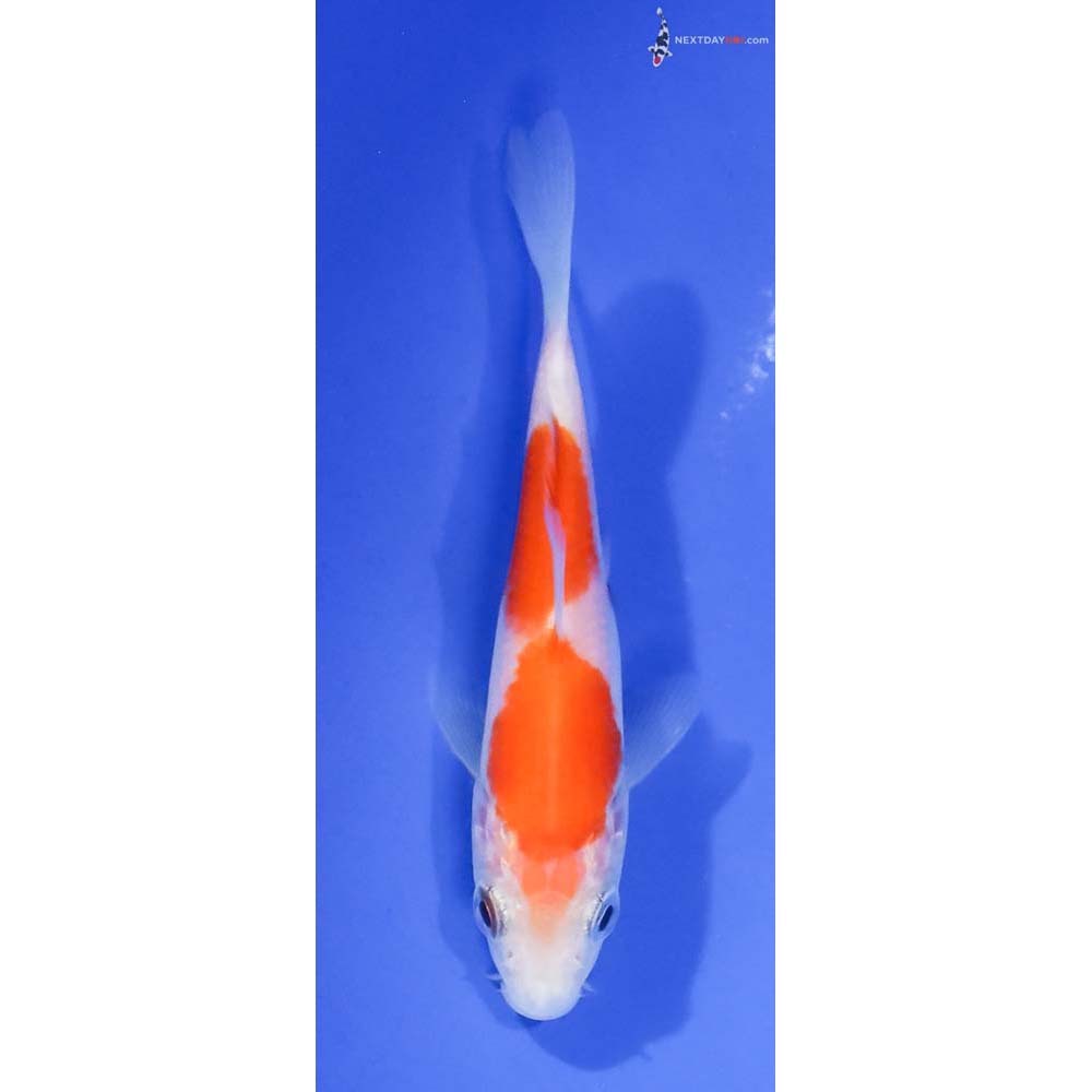 3.5” Imported Kohaku