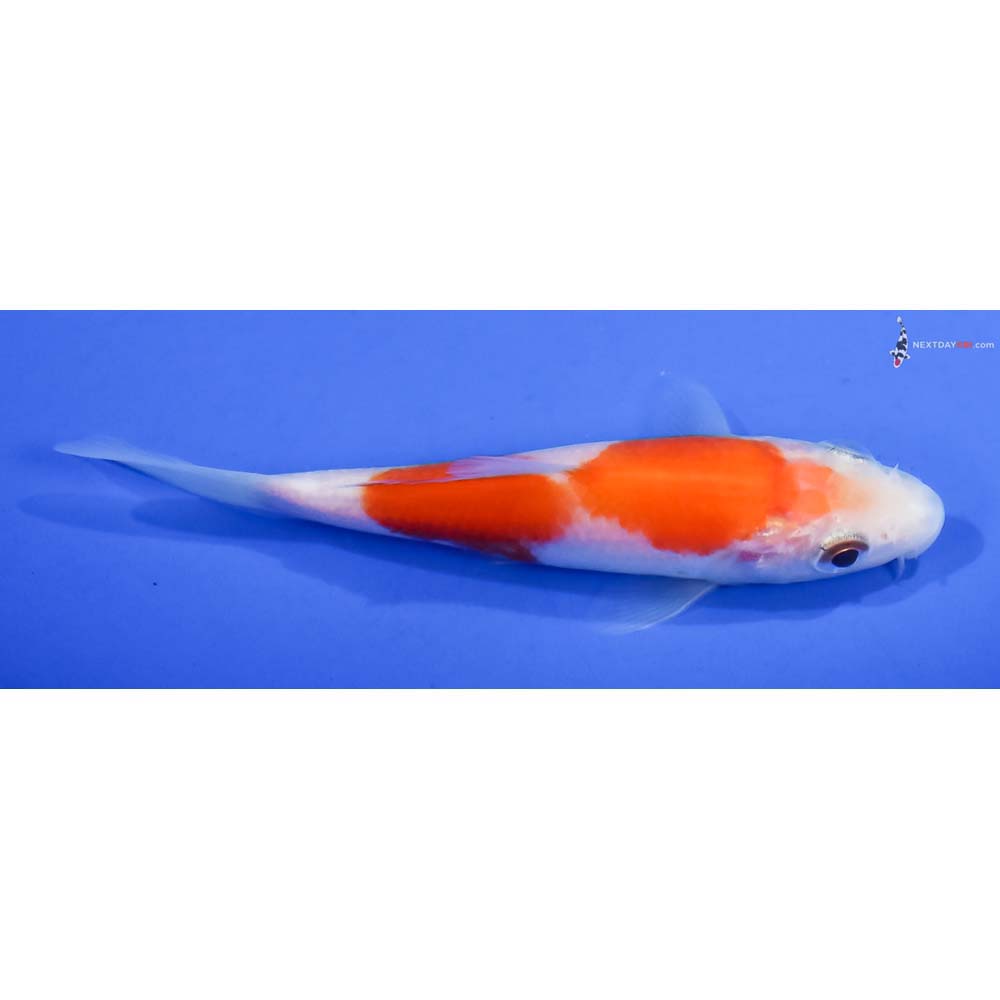 3.5” Imported Kohaku - Image 2