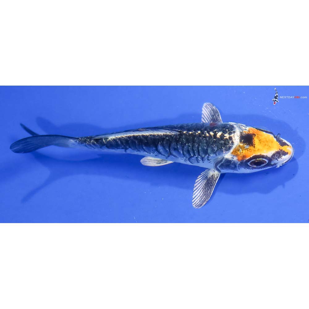 4” Imported Armor Scaled Kujaku - Image 2