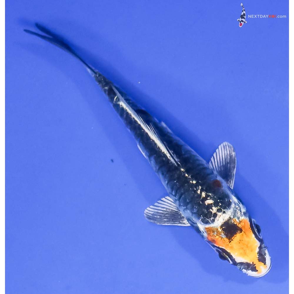 4” Imported Armor Scaled Kujaku - Image 3