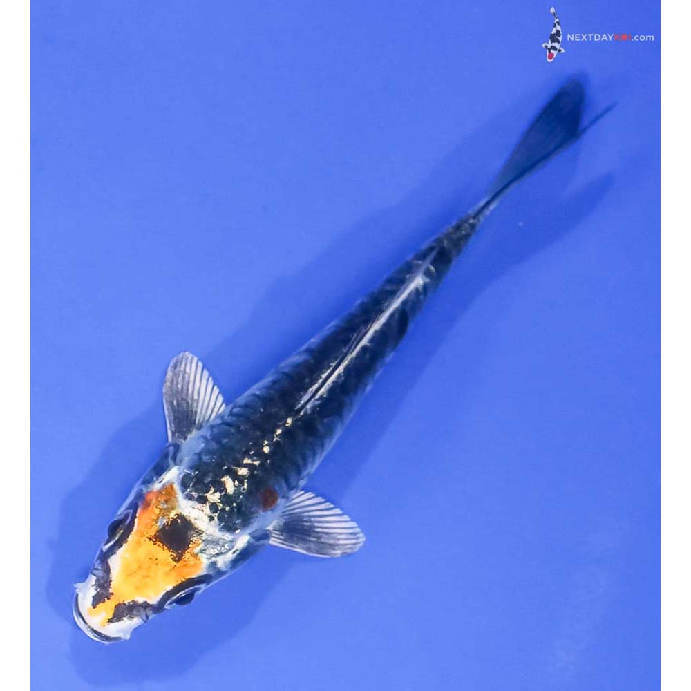 4” Imported Armor Scaled Kujaku - Image 5