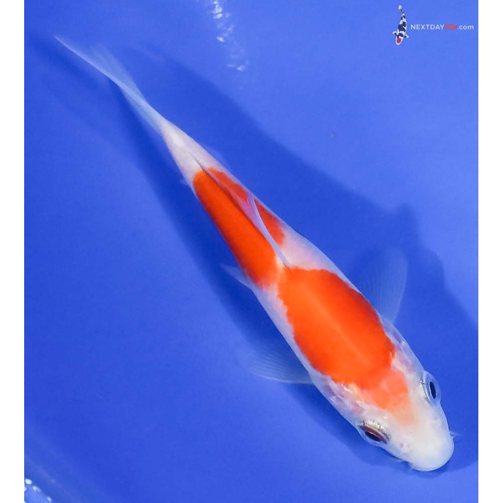 3.5” Imported Kohaku - Image 3
