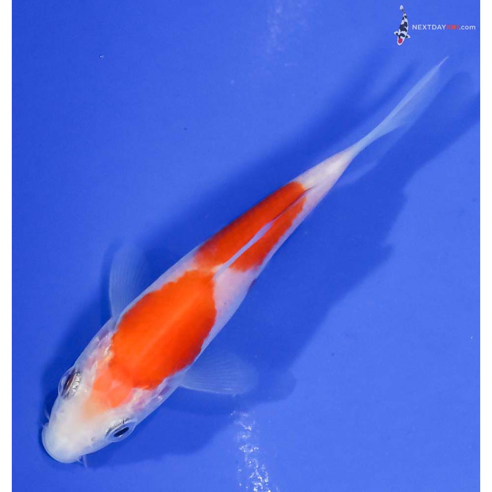 3.5” Imported Kohaku - Image 5