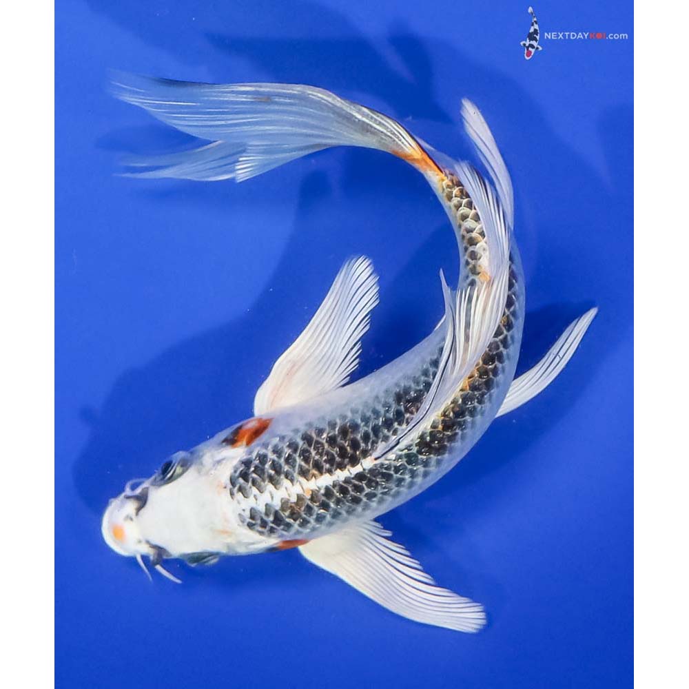 7” Imported Kujaku Butterfly Koi