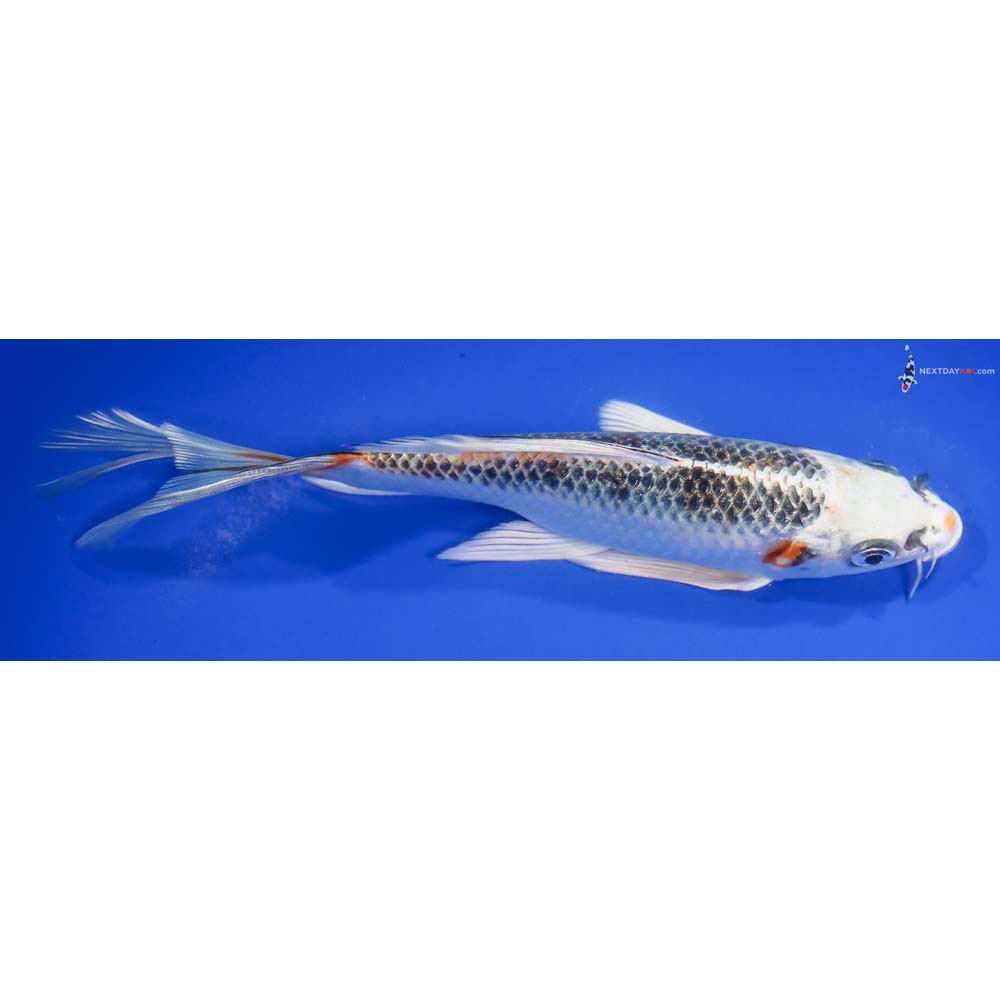 7” Imported Kujaku Butterfly Koi - Image 2