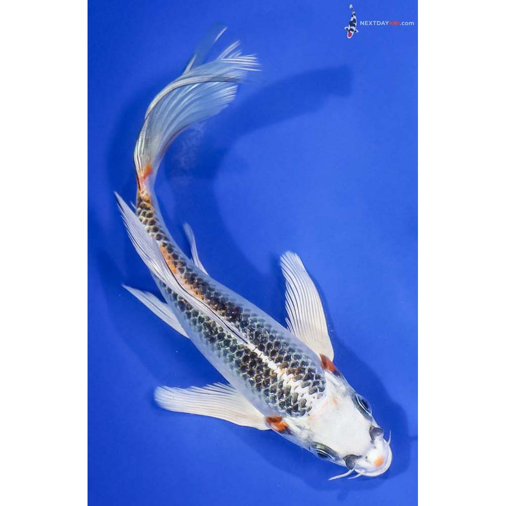 7” Imported Kujaku Butterfly Koi - Image 3