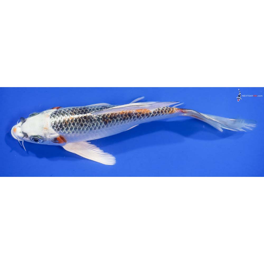 7” Imported Kujaku Butterfly Koi - Image 4