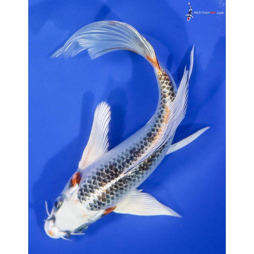 7” Imported Kujaku Butterfly Koi - Image 5