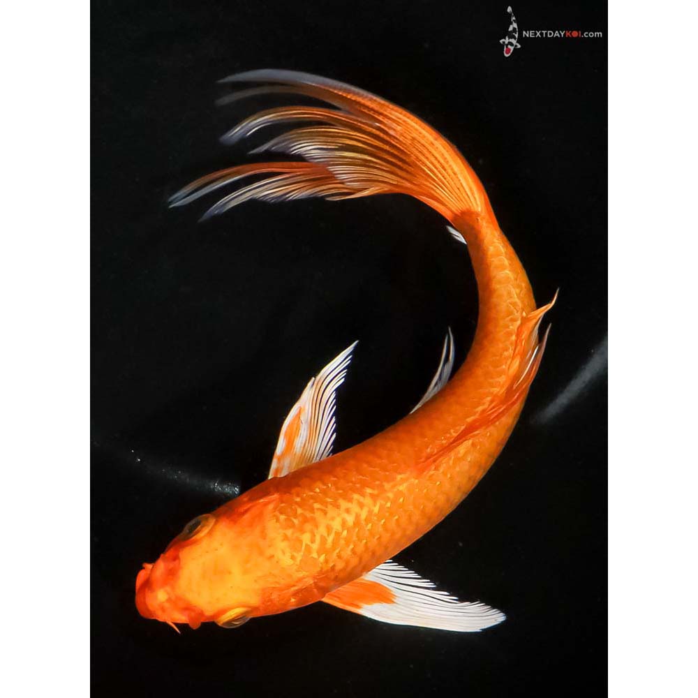 7” Imported Orenji Ogon Butterfly Koi