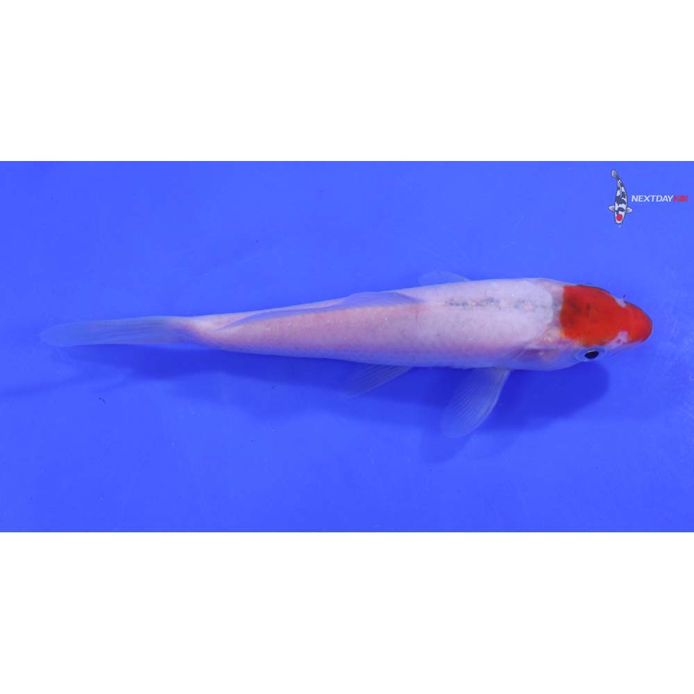 6" Imported Kohaku - Image 2