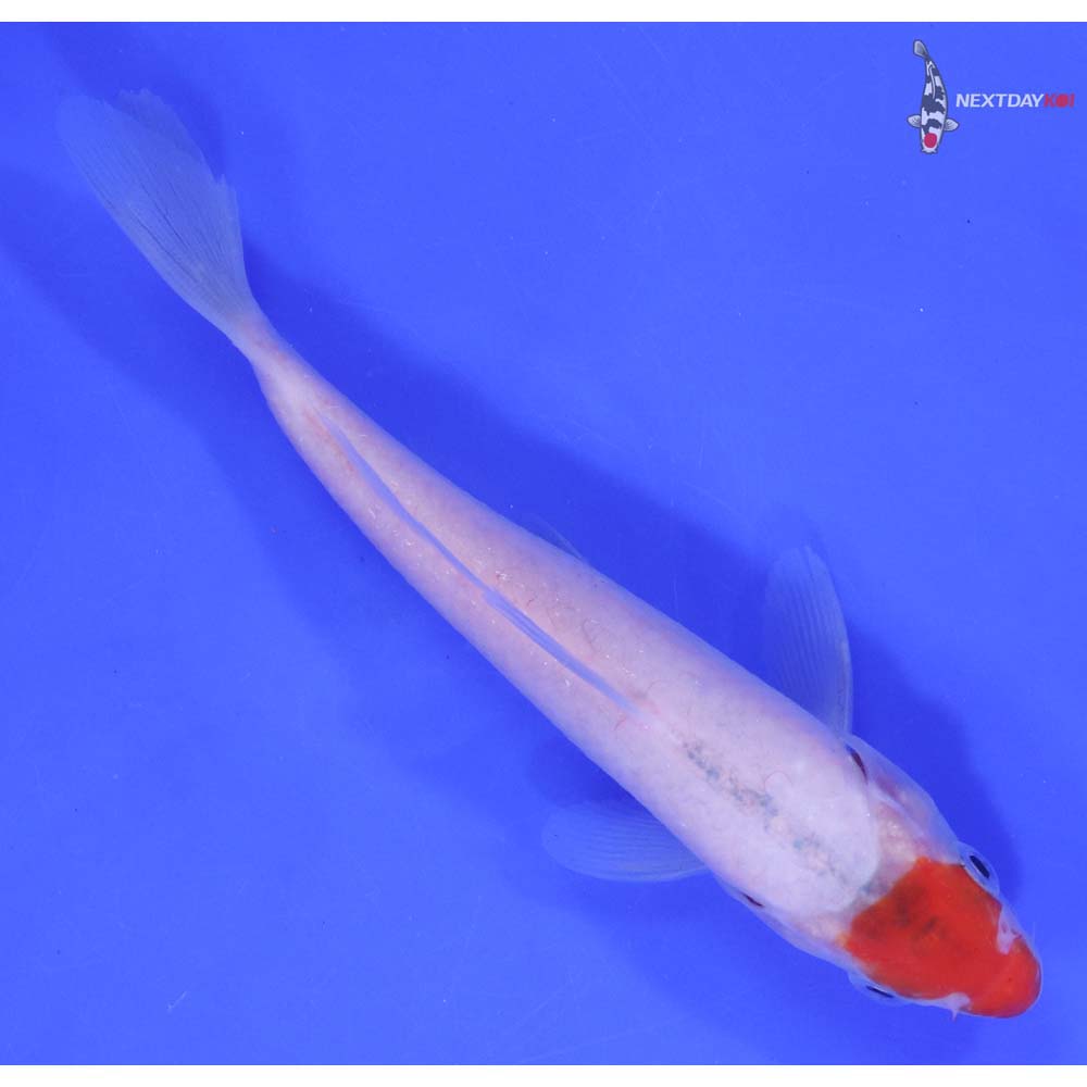 6" Imported Kohaku - Image 3