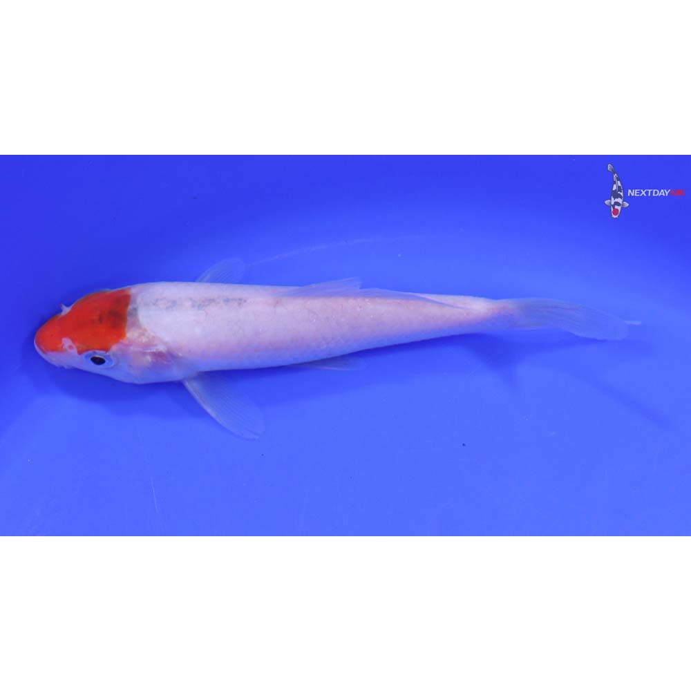 6" Imported Kohaku - Image 4