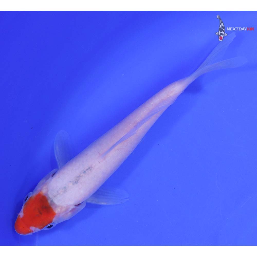 6" Imported Kohaku - Image 5