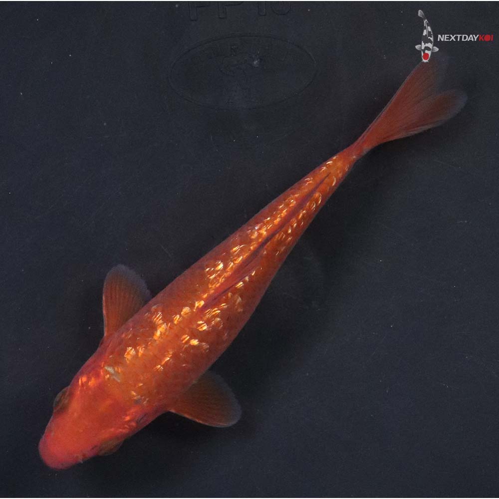 6.5" Imported Gin Rin Chagoi - Image 5