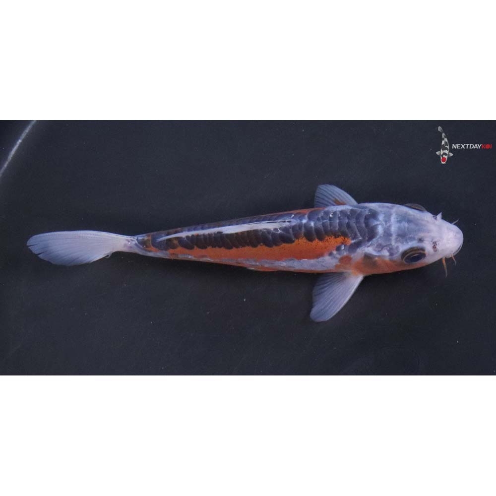 6.5" Imported Shusui - Image 2