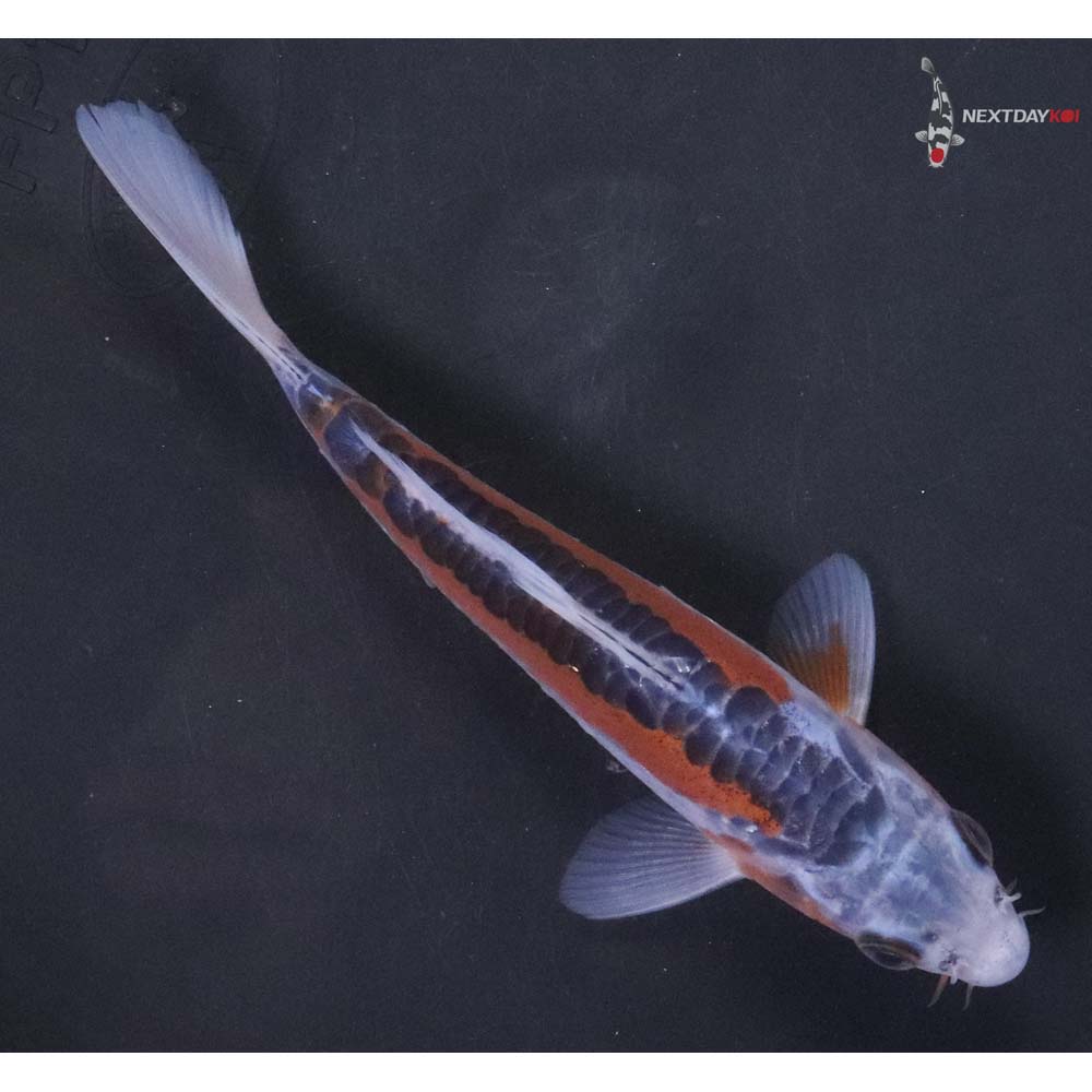 6.5" Imported Shusui - Image 3