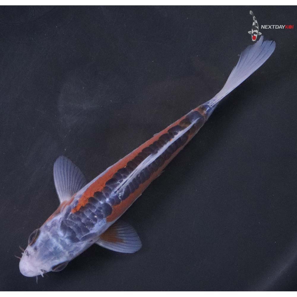 6.5" Imported Shusui - Image 5