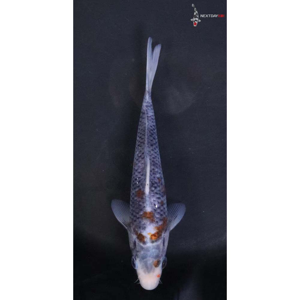 7" Imported Ochiba Shigure