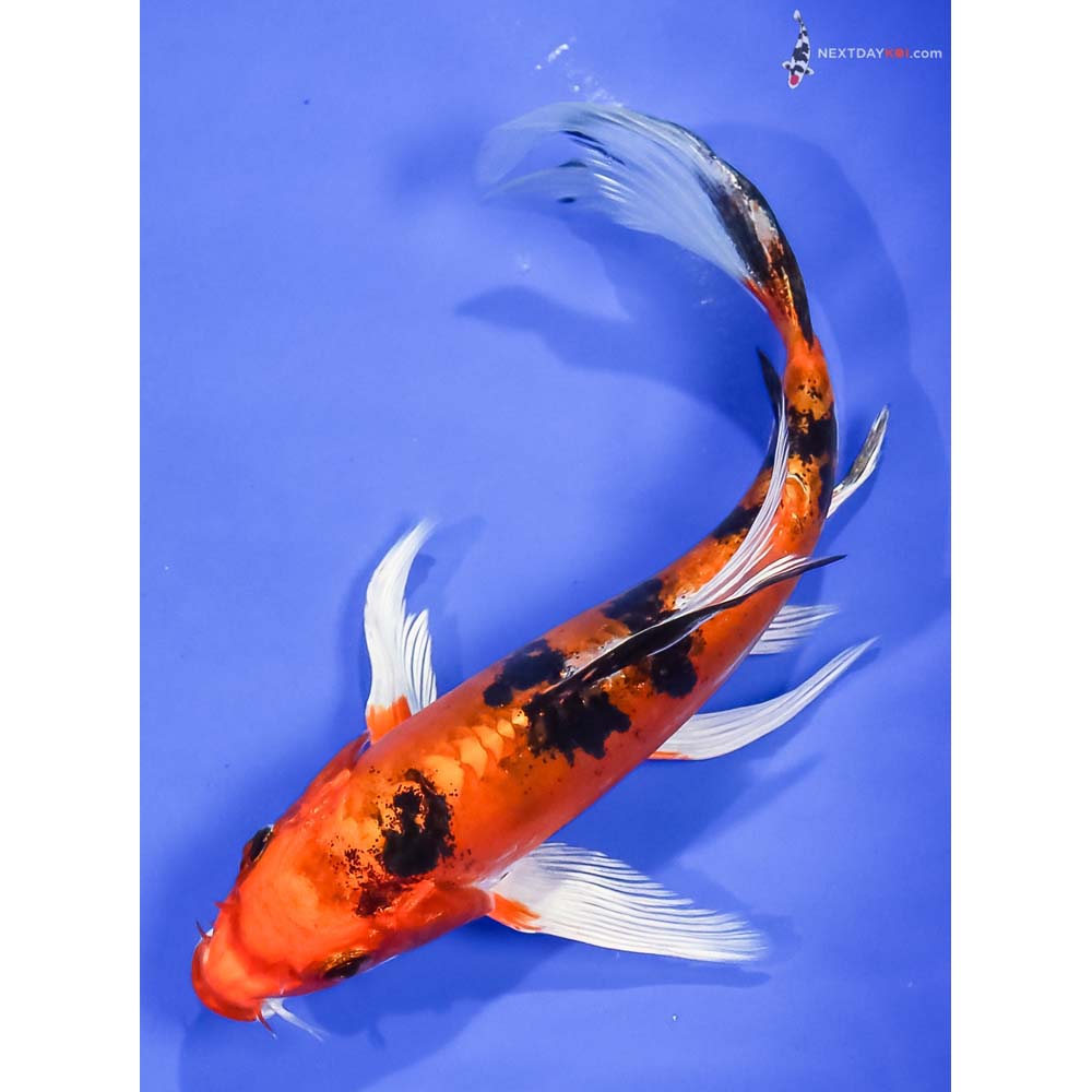 7” Imported Doitsu Kin Aka Bekko Butterfly Koi