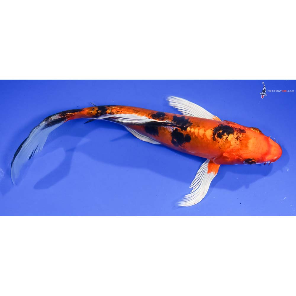 7” Imported Doitsu Kin Aka Bekko Butterfly Koi - Image 2