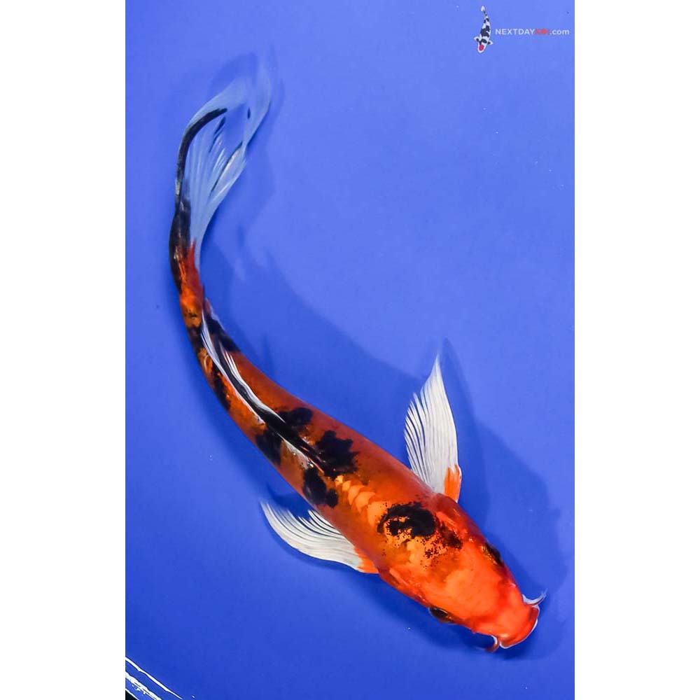7” Imported Doitsu Kin Aka Bekko Butterfly Koi - Image 3