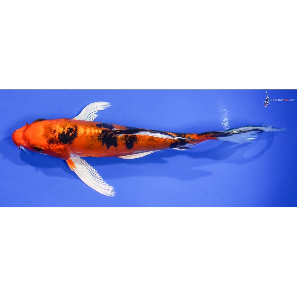 7” Imported Doitsu Kin Aka Bekko Butterfly Koi - Image 4