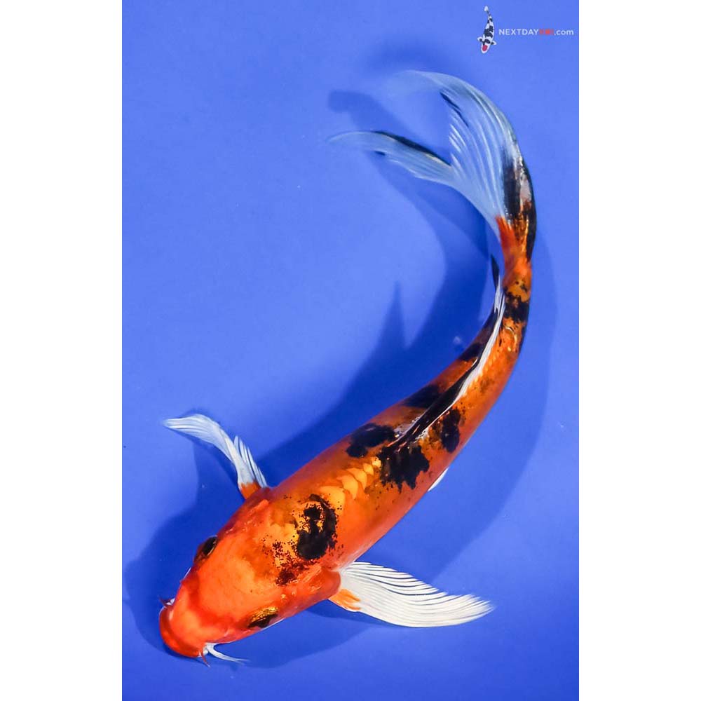 7” Imported Doitsu Kin Aka Bekko Butterfly Koi - Image 5