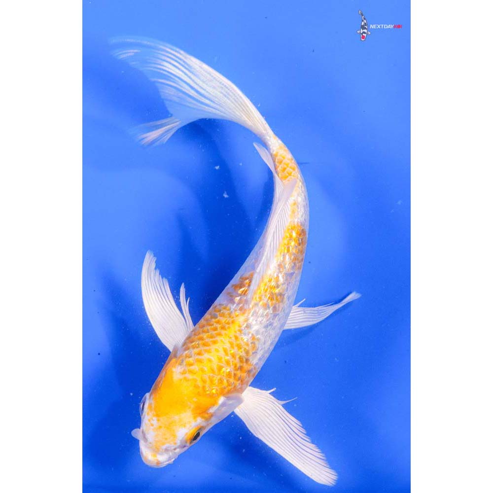 7” Imported Gin Rin Lemon Hariwake Butterfly Koi - Image 3