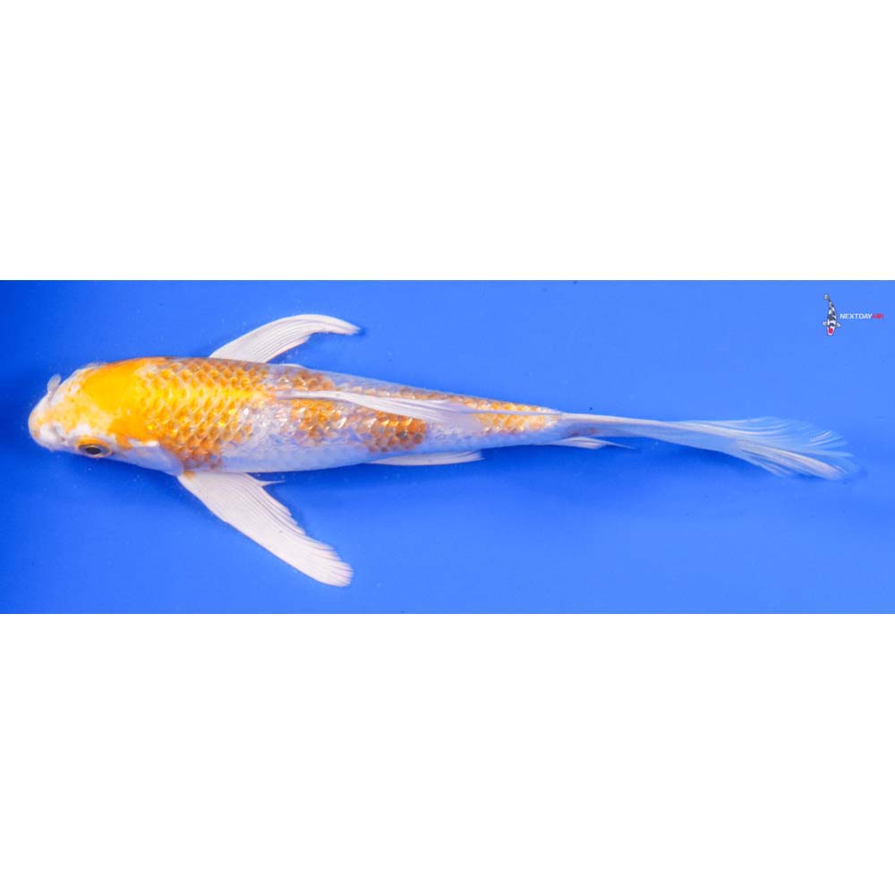 7” Imported Gin Rin Lemon Hariwake Butterfly Koi - Image 4