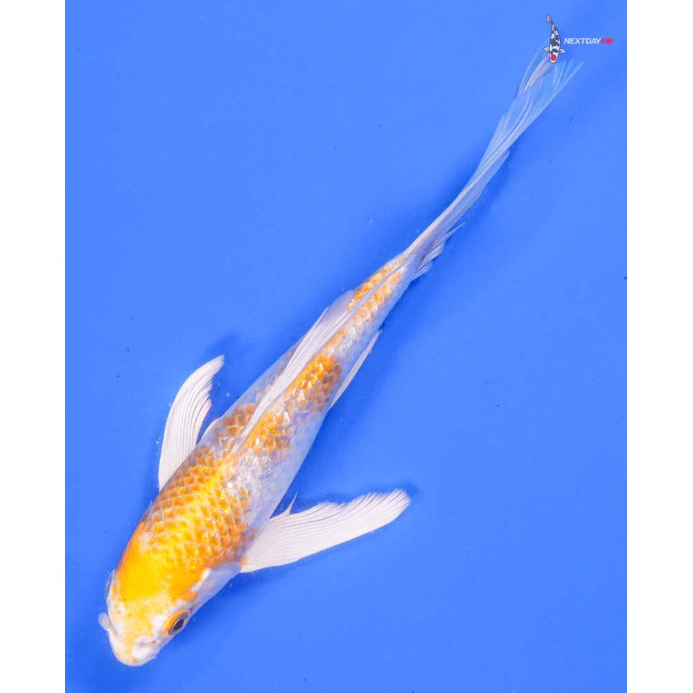 7” Imported Gin Rin Lemon Hariwake Butterfly Koi - Image 5