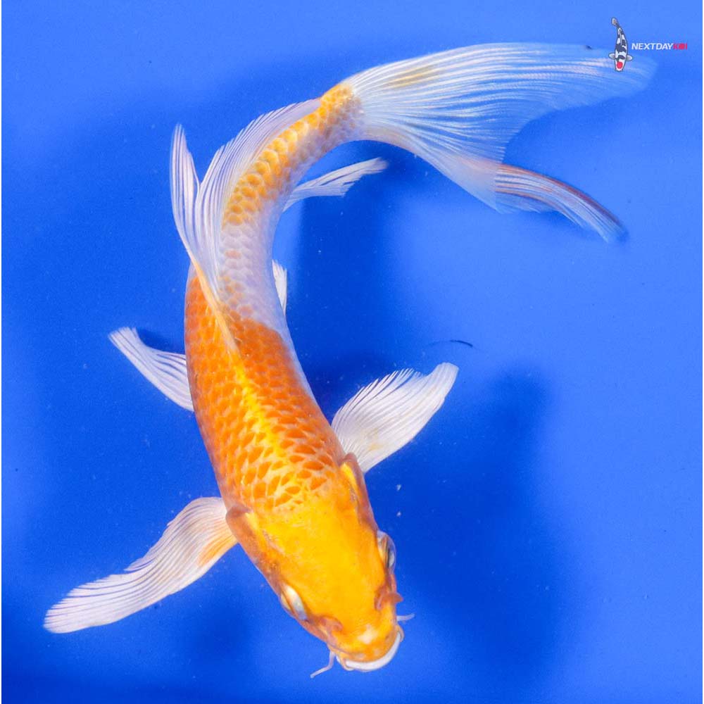 7” Imported Hariwake Butterfly Koi