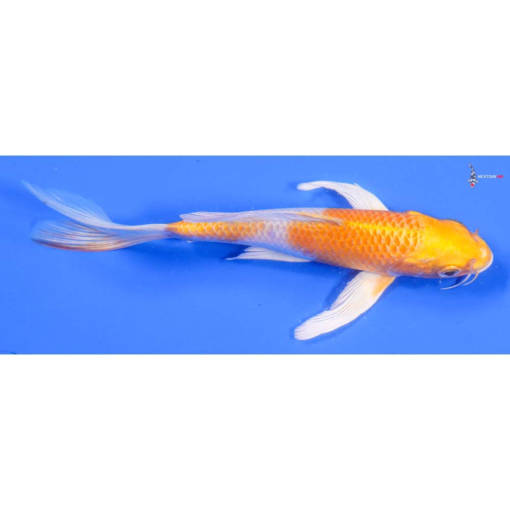 7” Imported Hariwake Butterfly Koi - Image 2