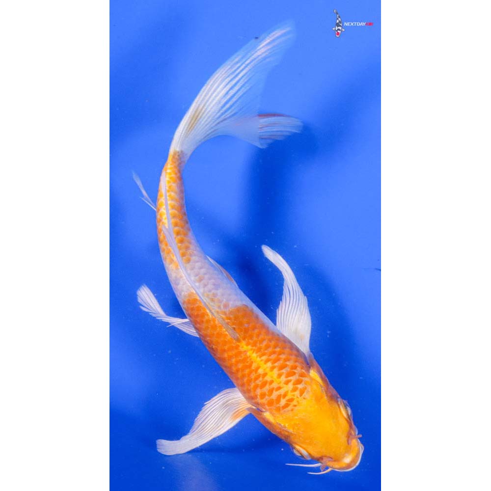 7” Imported Hariwake Butterfly Koi - Image 3