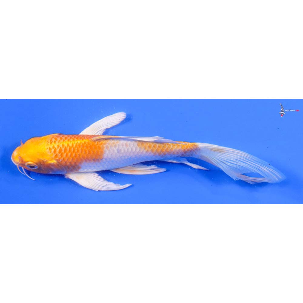 7” Imported Hariwake Butterfly Koi - Image 4