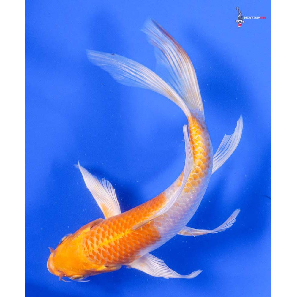 7” Imported Hariwake Butterfly Koi - Image 5